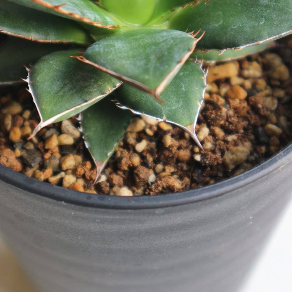 Amazon.co.jp: アガベ・ホリダ3.5号鉢【品種で選べる多肉植物/1個売り Amazon.co.jp: アガベ・ホリダ3.5号鉢【品種で選べる多肉植物/1個売り